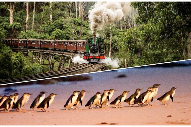 Puffing Billy and Penguin Parade Combo Tour From Melbourne - Key Points
