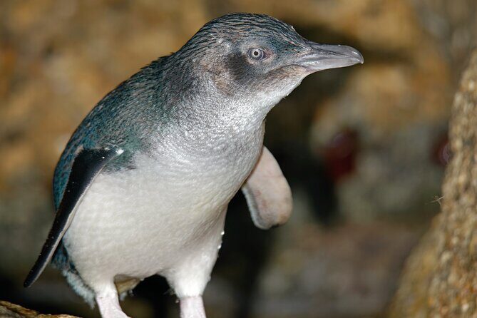 Puffing Billy And Phillip Island Penguin Parade Bus Tour - FAQ