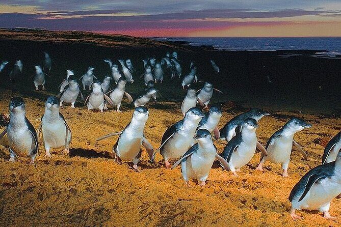 Puffing Billy Train and Phillip Island Penguin Parade Day Tour - Final Thoughts