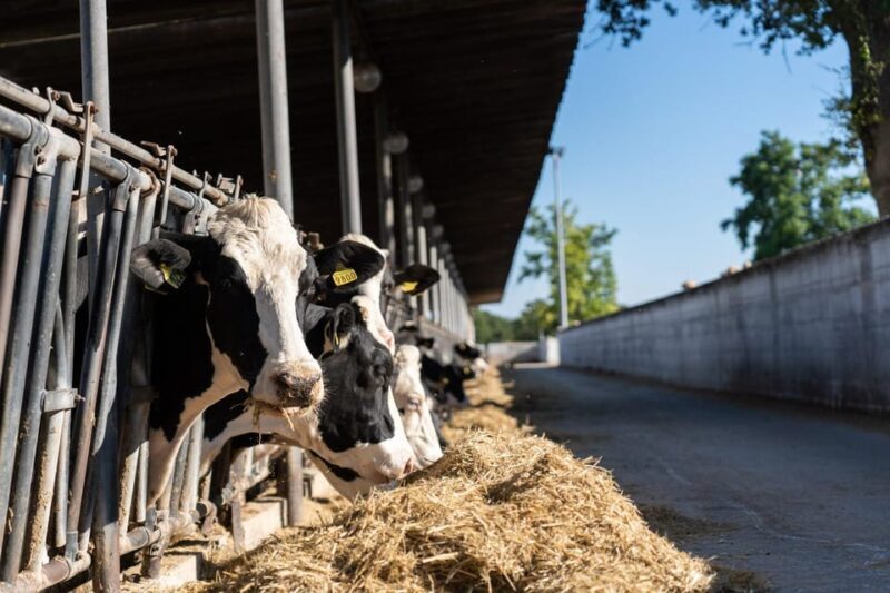 Puglia: Masseria Seppunisi Tour, Cheese, Burrata Tasting - An In-Depth Look at the Masseria Seppunisi Tour