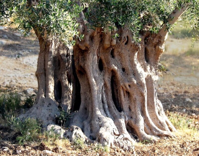 Puglia: Olive Oil Tasting Experience with Olive Grove Walk - The Heart of the Experience: What to Expect