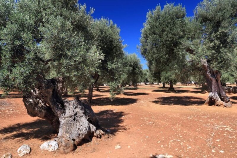 Puglia: Olive Oil Tasting Experience with Olive Grove Walk - Authenticity and Reviews from Past Participants