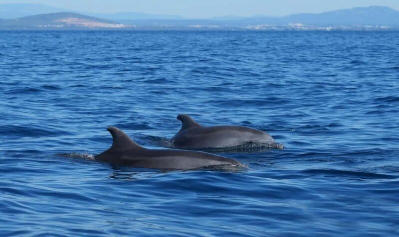 Pula: Brijuni National Park Sunset Cruise with Open Bar - The Sum Up