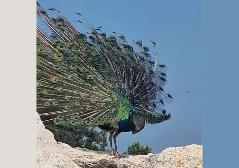 Pula: Brijuni National Park Tour with Island Visit - The Island Experience at St. Jerolim