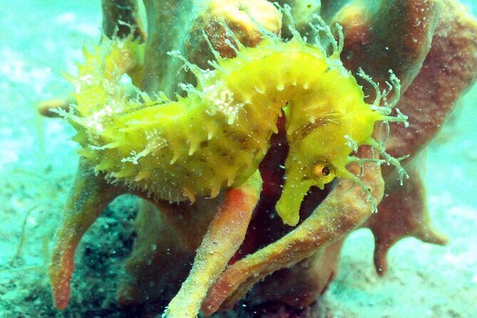 Pula Discover Scuba Diving Package - The Cons: What to Watch Out For