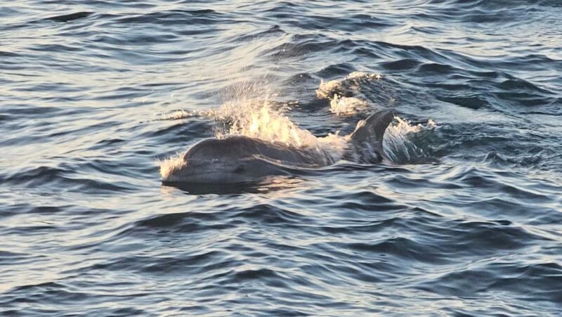 Pula: New Year Special Dolphin Sunset Cruise & Dinner - Who Would Love This Cruise?