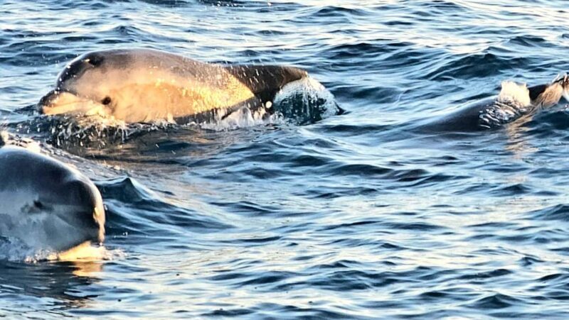 Pula: New Year Special Dolphin Sunset Cruise & Dinner - FAQ