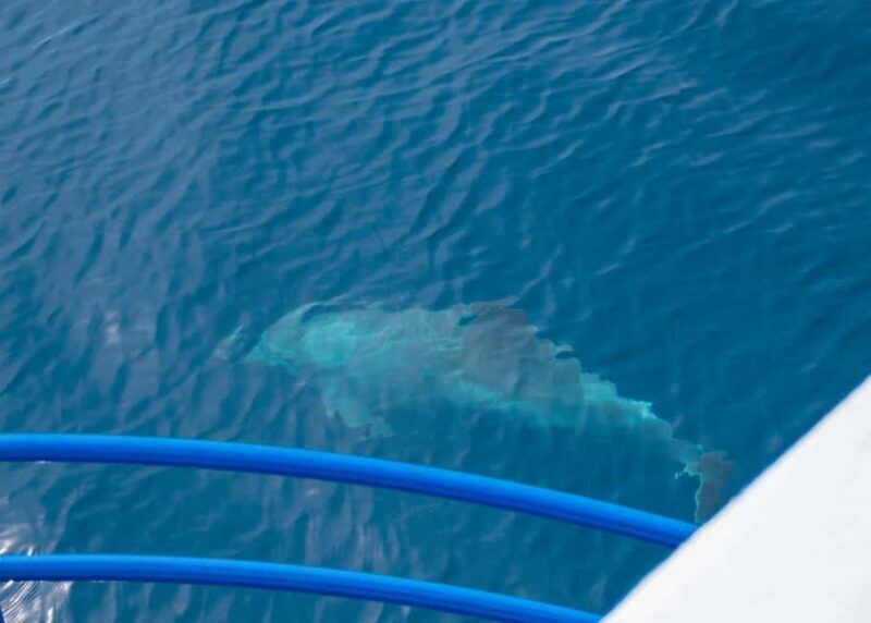 Pula: Private Dolphins & Sunset Tour With Dinner & Drinks - Who Will Love This Tour?