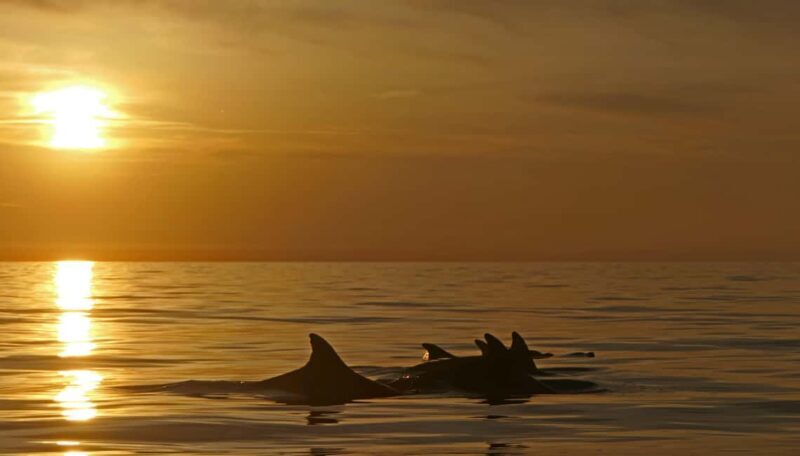 Pula: Private Sunset Boat Trip with Dolphins - The Trip Itself: How It Unfolds