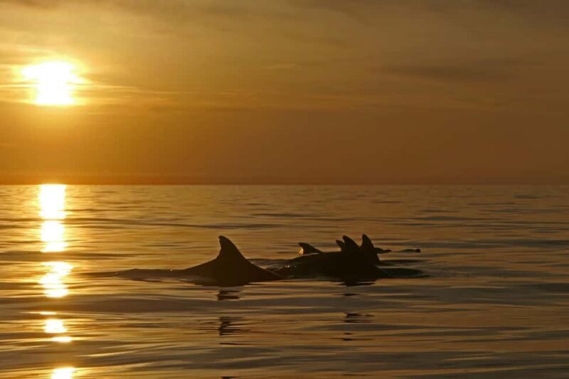 Pula: Private Sunset Boat Trip with Dolphins - FAQ