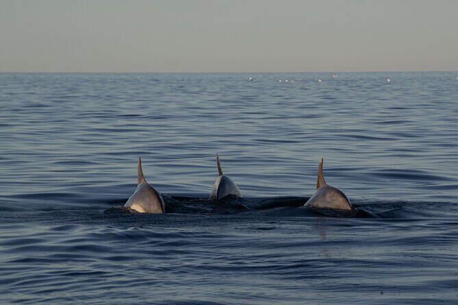 Pula Sunset Cruise: Brijuni Views, Drinks, Romance (Max 6 Guests) - FAQs