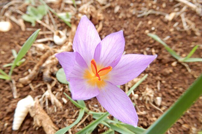 Pulo di Altamura: excursion in the Alta Murgia National Park - Practical Details and Tips