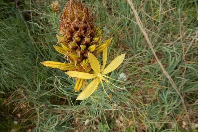 Pulo di Altamura: excursion in the Alta Murgia National Park - Authenticity and the Value of the Experience