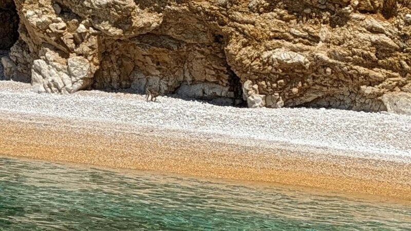 Punat-Public 3,5 h or 5 h trip to wild bays and Plavnik - Key Points