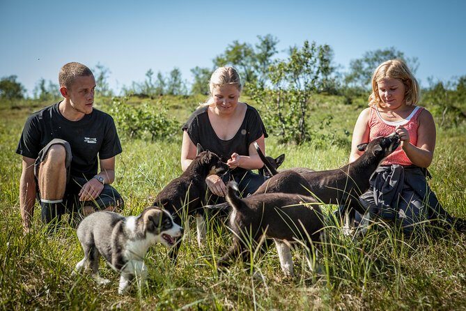 Puppy Training Experience at a Husky Farm in Tromso - The Real Deal: Pros and Cons