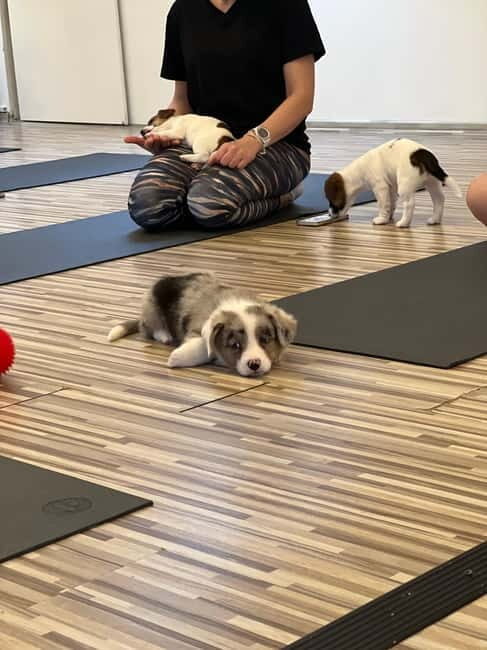 Puppy Yoga in Riga - Practical Tips for Your Puppy Yoga Experience
