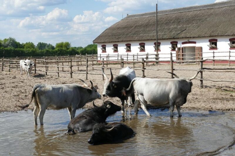 Puszta Tour and Horse Show - The Horse Show: A Local Tradition