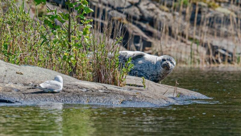 Puumala: Lake Saimaa Seal Watching Cruise - FAQ