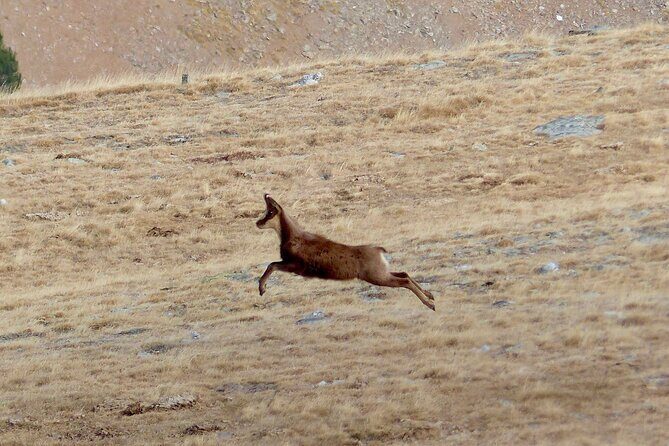 Pyrenees Hiking from Barcelona - Who Is This Tour Best For?