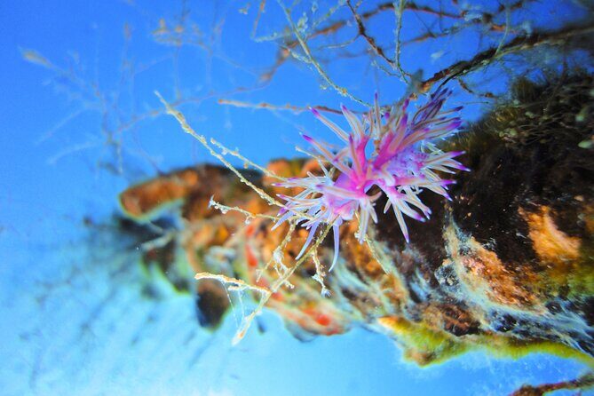 Qualified Diver 1 Tank Dive in Mykonos - Practical Considerations