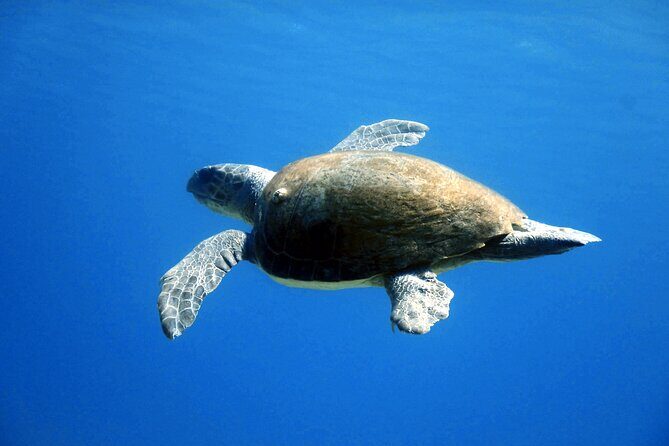 Qualified Diver 1 Tank Dive in Mykonos - Final Thoughts