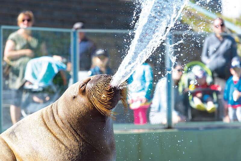 Quebec: Aquarium du Quebec Entry Ticket - The Downside: Construction and Accessibility