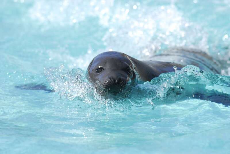 Quebec: Aquarium du Quebec Entry Ticket - Meetings with the animals and daily animal talks