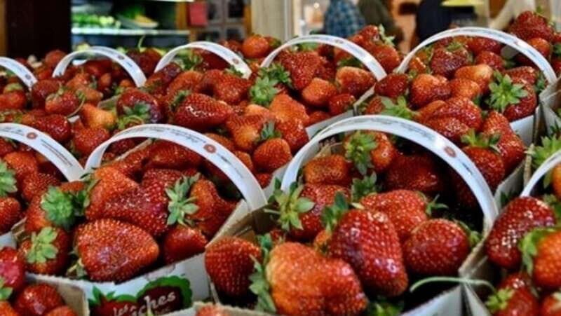 Quebec City - Tandem Bike Rental on Ile d'Orléans - Who Should Consider This Tour?