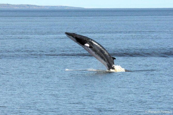 Québec City: Whale Watching Tour with Bus Transportation - What’s Included and What’s Not