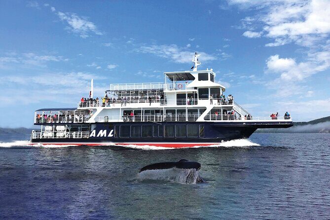 Québec City: Whale Watching Tour with Bus Transportation - Who Will Love This Tour?