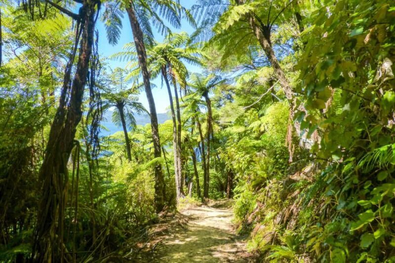 Queen Charlotte Track: Cruise & Self-Guided Hike from Picton - Frequently Asked Questions