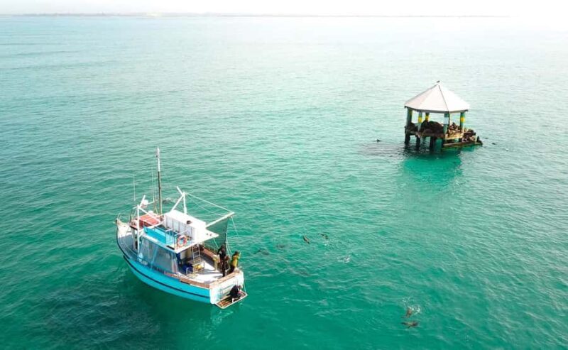 Queenscliff Harbour: 3.5hr Seal & Dolphin Snorkelling Tour - What the Tour Involves