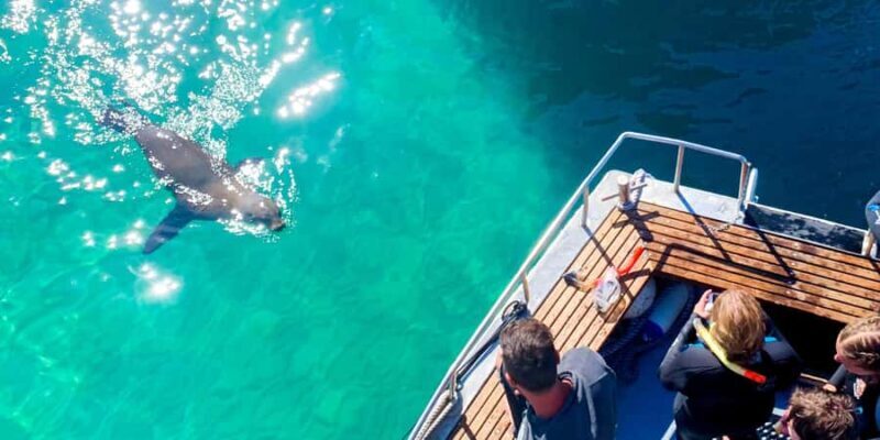 Queenscliff Harbour: 3.5hr Seal & Dolphin Snorkelling Tour - FAQs