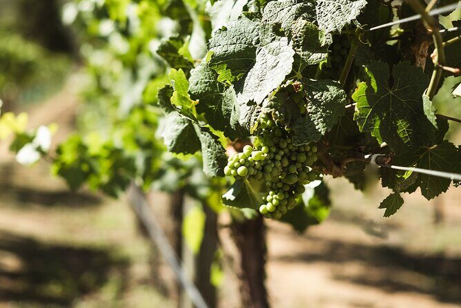 Queenstown: Afternoon Wine & Beer Tour with Platters - FAQ