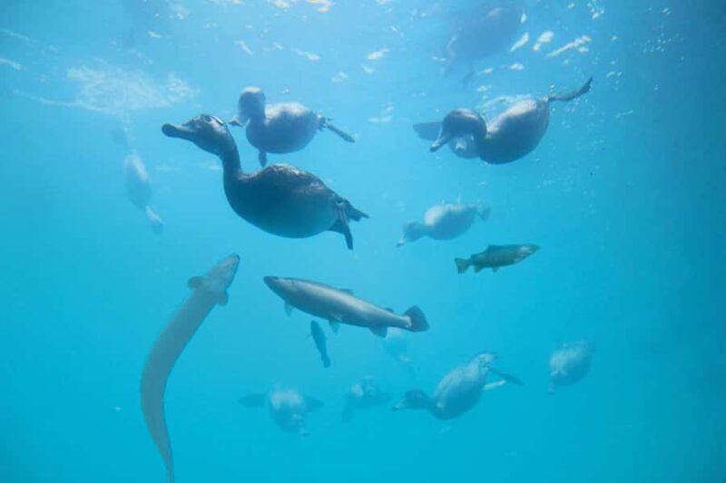 Queenstown: Hidden Underwater Theatre Experience - The Value and Practicalities