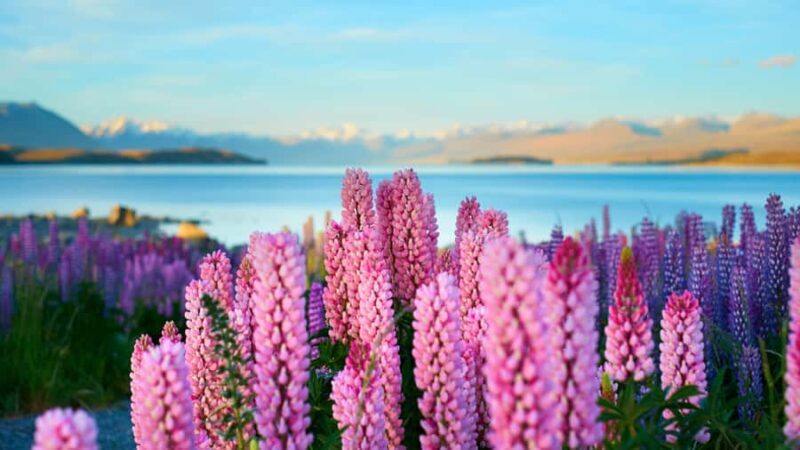 Queenstown: Private Day Trip to Lake Tekapo, Pukaki & More - FAQ