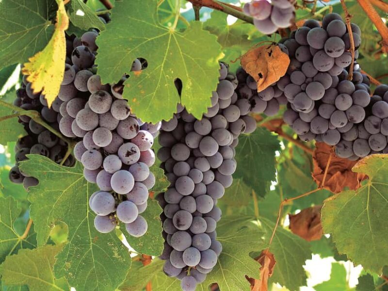 Querétaro: Cheese and Wine Tasting Tour - FAQ