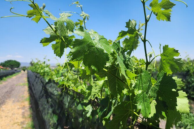 Queretaro Wine Route and Magic Towns - Final thoughts