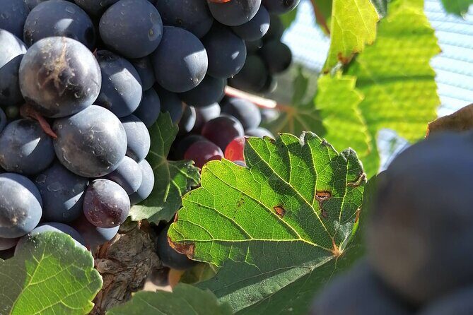 Queretaro Wine Route and Magic Towns - FAQ