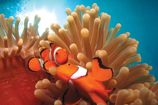 Quicksilver Outer Great Barrier Reef Snorkel Cruise from Palm Cove - The Reviews: What Travelers Say