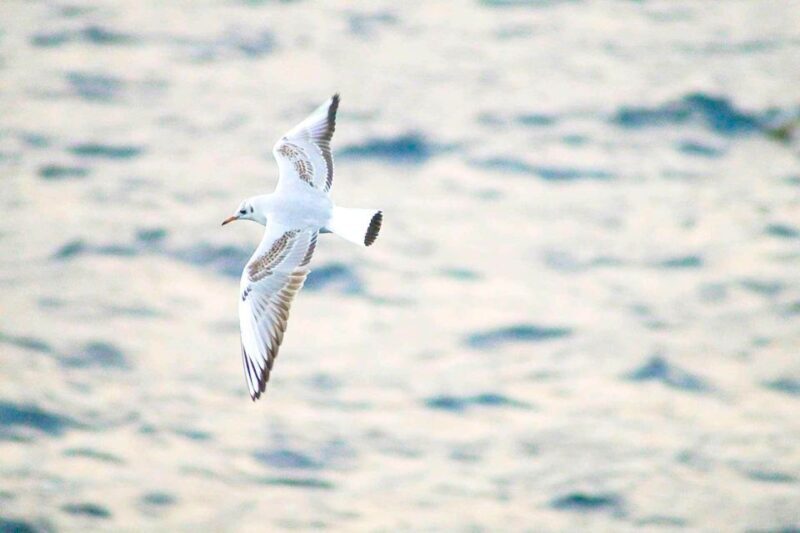 Quinta do Lorde: Kayak Experience in Ponta de São Lourenço - FAQ