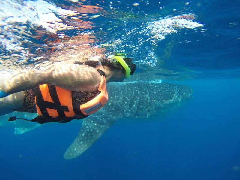 Quintana Roo: Whale Shark Swim, Private Boat Trip, and Lunch - Discover the Quintana Roo: Whale Shark Swim, Private Boat Trip, and Lunch