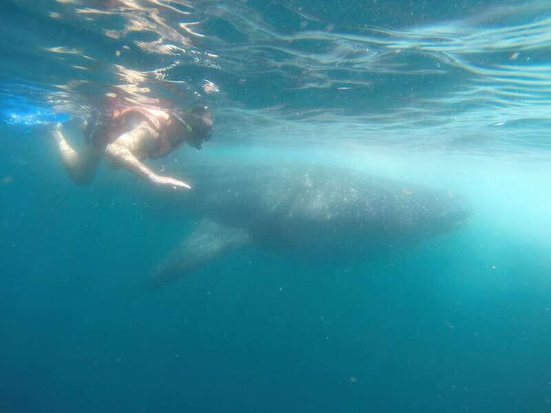 Quintana Roo: Whale Shark Swim, Private Boat Trip, and Lunch - Key Points