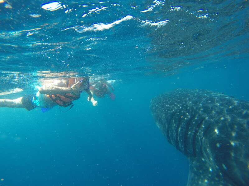 Quintana Roo: Whale Shark Swim, Private Boat Trip, and Lunch - What Makes This Tour Stand Out