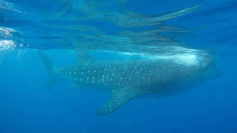 Quintana Roo: Whale Shark Swim, Private Boat Trip, and Lunch - The Price: Is It Worth It?