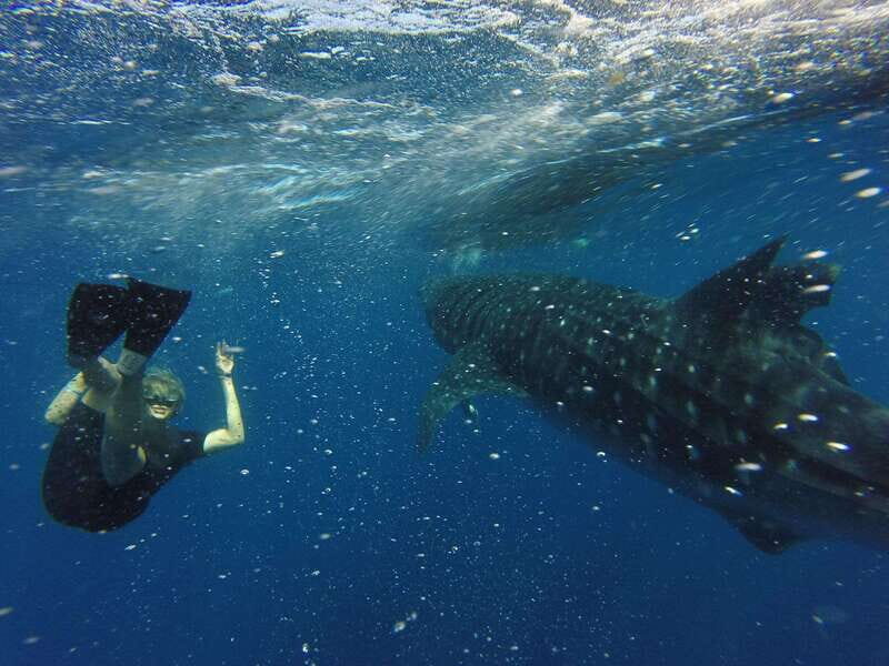 Quintana Roo: Whale Shark Swim, Private Boat Trip, and Lunch - Final Thoughts
