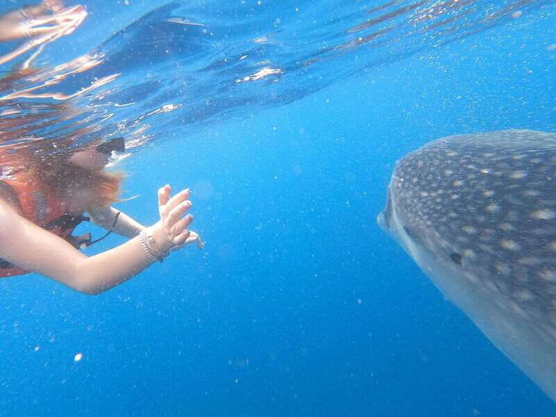 Quintana Roo: Whale Shark Swim, Private Boat Trip, and Lunch - FAQ
