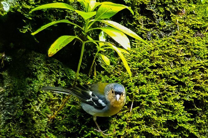Rabaçal 25 Fontes Levada Walk in Small Groups - Summary