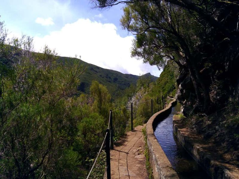 Rabaçal: 25 Fontes & Risco Levada Hiking Transfer - Laurissilva atmosphere: where the forest does the talking