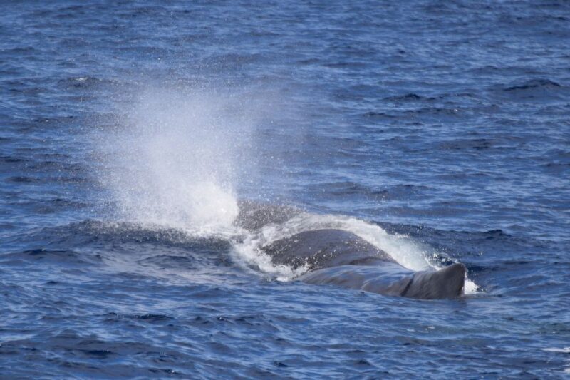 Rabo de Peixe: Sperm Whale Sanctuary Expedition - Exploring the Details of the Tour